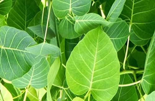 KD_PIPAL_LEAVES_Green Organic Peepal Tree Leaves/Fresh Pepal Ke Patte/Herbal (50 leaves) Natural Pipal Leaf