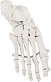 Axis Scientific Skeletal Foot | Right | Fully Articulated Flexible Foot Skeleton is Secured with Quality Wire to Demonstrate Movement | Includes Product Manual