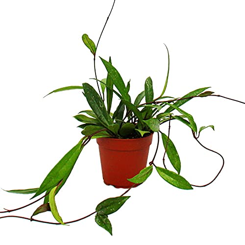 Exotenherz - Zimmerpflanze hängend - Hoya pubicalyx - Porzellanblume - Wachsblume - 12cm Topf Exotenherz - Zimmerpflanze hängend - Hoya pubicalyx - Porzellanblume - Wachsblume - 12cm Topf