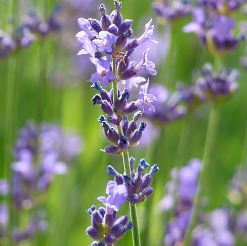 24 x Lavendel Dwarf Blue - Lavandula Angustifolia 'Dwarf Blue' Topf 9x9cm: Kompakte Lavendelsorte mit blauen Blüten.