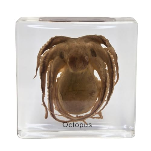 Real Octopus in Acrylic Block