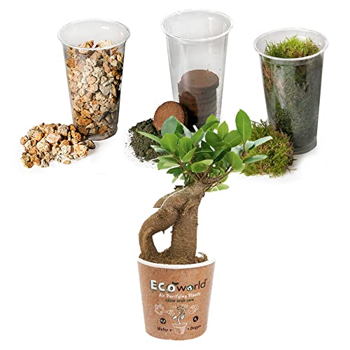 vdvelde.com - Ecosysteem plant met lamp - Ecoworld Weck Glas met Lamp + 1 Mini Bonsai Ginseng - Ø10,5 cm - Hoogte 21 cm - Afbeelding 7