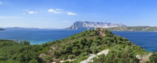 Trees on a hill, Capo Coda Cavallo, Baronia