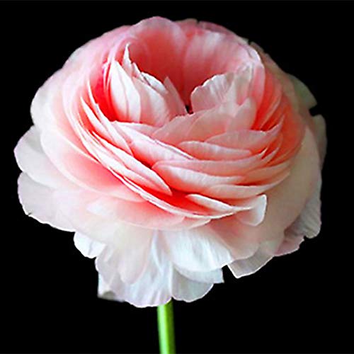 Zaden voor het planten,100 Stks/zak Ranunculus Asiaticus Zaden Niet GMO Verfraaiend Helder Gekleurde Hoge opbrengst… - Afbeelding 7