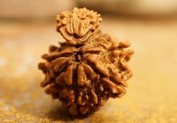 Gemstone King Nepali Brown Dark Line Beads Naturally Joined Garbh Gauri Rudraksha Original Real Garbh Gori Rudrshha With IGL Certificate & Blessings Of God Use For Everyone