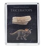 Jurassic Gallery Authentic Triceratops Fossil Bone Gift Box - 67 Million Year Old Cretaceous Specimen in Lucite Case, Montana