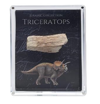 Authentic Triceratops Fossil Bone Gift Box - 67 Million Year Old Cretaceous Specimen in Lucite Case, Montana