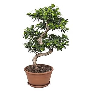 Bonsai – Chinese vijg – Hoogte: 70 cm