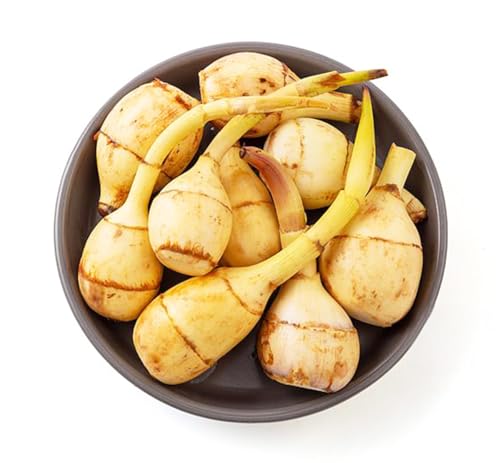 킢 500g 偄 M/LTCYi16?25jY NC Ɓb̒ԁẺNbLxȃTCYŎg₷bƖpEƒpE܂ƂߔΉbߗEΕE~Gbi