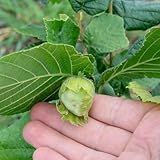 Semillas de avellano, Arbustos resistentes Semillas de avellana, Corylus avellana, resistentes al invierno para el jardín variedades antiguas 20pcs