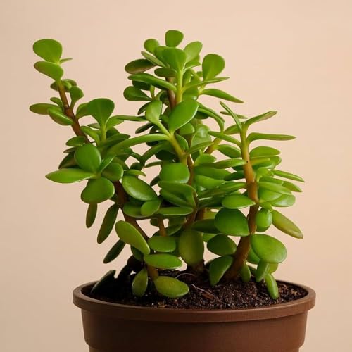 Image of Live Jade Plant with Pot | Good Luck Feng Shui Money Succulent Plant | Low Maintenance Indoor Outdoor Air Purifying Plant for Home Living Room Office Desk Decor | Pack of 1