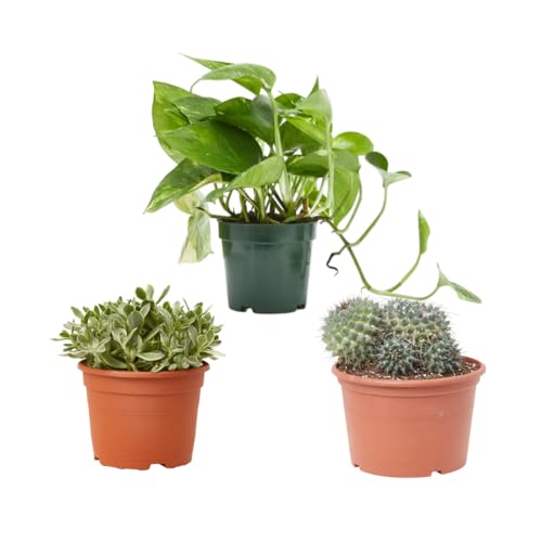 Verdecora Pack Oficina Verde | Cactus + Crasa + Potho en maceta Ø13cm | Set de Bajo Mantenimiento | Purificadoras de Aire