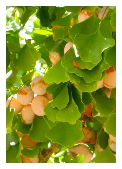 seeds Ginkgo/fan leaf tree (ginkgo biloba) 4 seeds