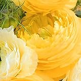 100 pz Semi di fiori del ranuncolo - Piantine di fiori del ranunculus asiatico per il giardino domestico Giallo Semi:Semillas