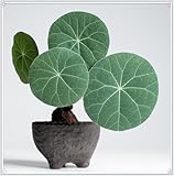 Garden Stephania erecta Live (Stephania erecta for Planting) Beautiful Year After Year Bloom Indoor or Outdoor Bulk for Sale Ornaments Species-1 Bulb-U