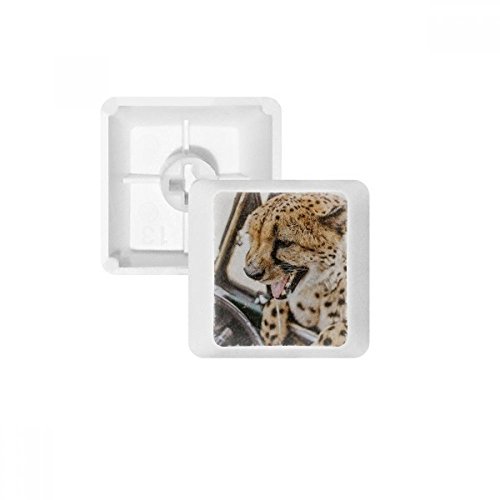 Keycaps PBT Leopard Wild Animal clavier mécanique OEM blanc R2