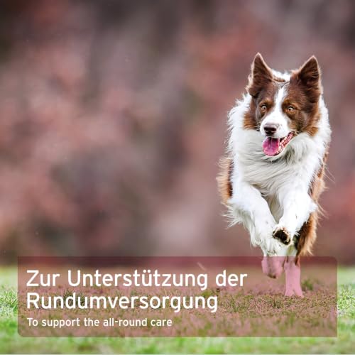 AniForte 4in1 Complete Dog Pulver 250g - Natürliche Rundumversorgung für Hunde aus Gelenkpulver, Unterstützung Gelenke, Immunsystem, Haut, Fell, Magen-Darm-Aktivität mit hoher Akzeptanz