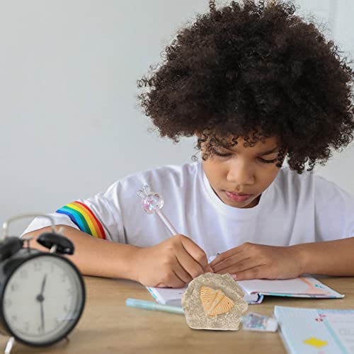 Verdadeira Trilobite Fósseis Kit: Trilobite Rocha Cauda Fósseis Pedras Fósseis de Artródios TRILOBIT