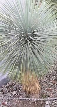 Amazon｜ユッカ トンプソニアーナ 02｜観葉植物 オンライン通販