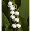 Lily of the valley - Convallaria majalis - garden plant