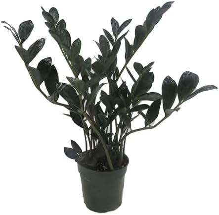 Rare Dwarf Black ZZ Plant - Zamioculcas...