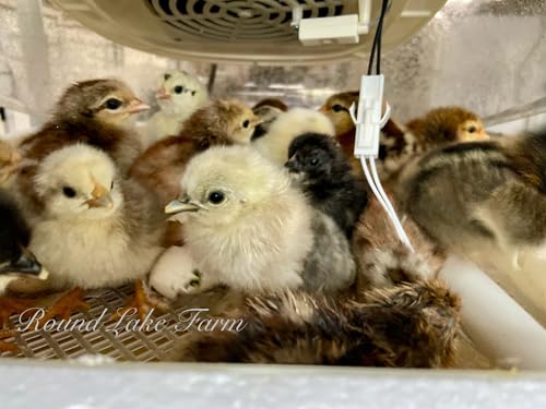 12 Barnyard Mix Chicken Fertile Hatching Eggs - Shipped in Foam from Free Range Birds