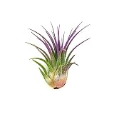 ragnaroc Air Plants - Tillandsia Ionantha, Regular 2-3' - 1ct - Organically Enhanced Color - Live Arrival Guaranteed - House Plants for Home Decor & Gift, Lavender