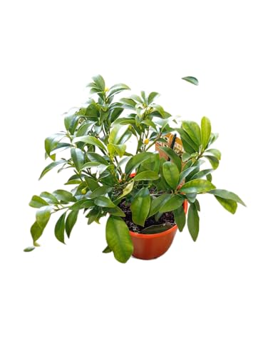 Árbol de Kumquat en Maceta Frutal Natural con Frutas Aromáticas y Hojas Perennes