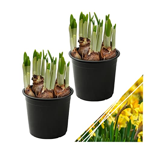 Live Flowering Daffodil (2 Per Pack) - Yellow, Beautiful Spring Bulbs, Ships Dormant in 1.25 Quart Pot