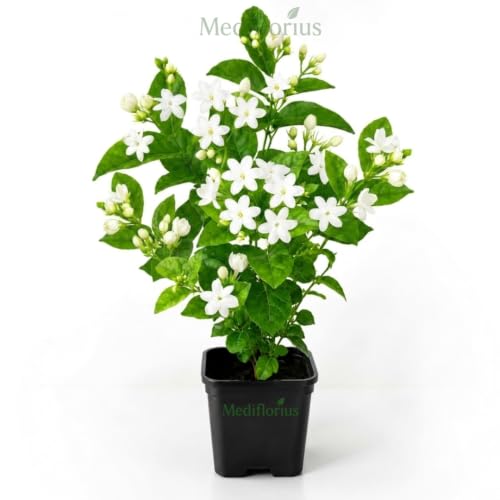 Image of Mediflorius Jasmine Flower Plant Live White Mogra (Jasminum sambac) | Arabian Jasmine Aromatic Fragrant Flowering Plant with Pot | Live Outdoor & Indoor Plant for Home Garden Balcony | Pack of 1