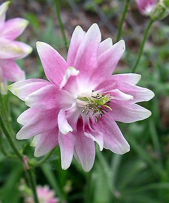 100 MIXED EUROPEAN COLUMBINE Aquilegia Flower Seeds
