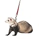 Marshall Ferret Harness and Lead, Red