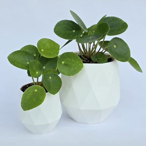 Chinese Money Plant Live (Pilea Peperomioides) in White Geometric Self-Watering Planter Modern Indoor Houseplant Minimalist Home & Office Desk Decor Easy Care Gift Air Purifying Plant