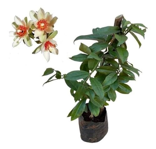 Muda de Ora Pro Nobis Flor Branca Folhas Comestíveis Tempero 100% Orgânico