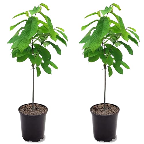 Paw Paw Tree Seedlings Fruit Bearing Shade Tolerant Tropical Look Flowering 1 gal Nursery Pot (Due to Agricultural Laws we Cannot Ship to CA AZ AK or HI) 2 Trees