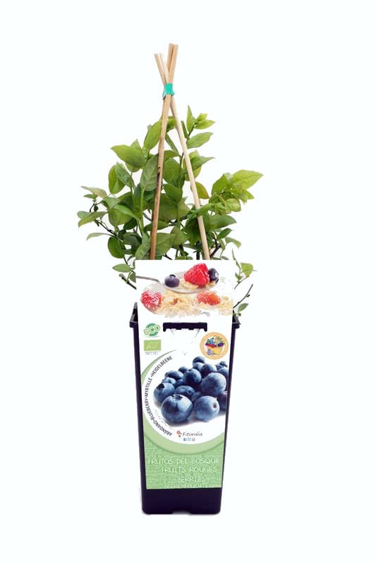 Árbol Vaccinium Corymbosum Planta de Arándanos Frutos del Bosque en Casa