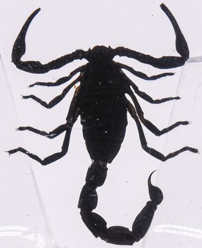 38mm Real Black Scorpion in Crystal Clear Lucite Resin Specimen Preserved Animal Insect Taxidermy Crafts Collection for Biology Science Education & Desk Ornament Display Supplies