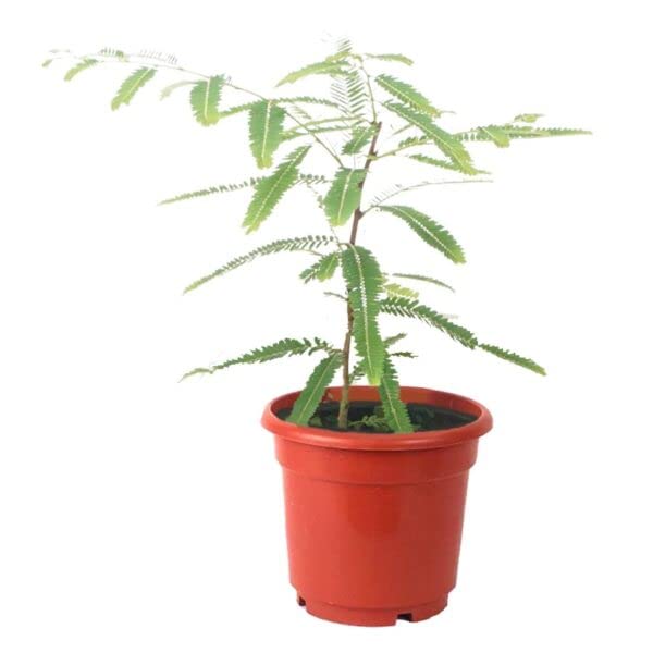 Mphmi Live Plants Nursery Garden Bhui Amla - Plant (B0BVB3NQD5) Amazon Price History, Amazon Price Tracker