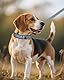 Joytale Halsband Hund, Weich Hundehalsband Gepolstert Neopren Hunde Halsband für Mittelgroße Hunde, Nylon Reflektierend Breit Halsbänder, Grau
