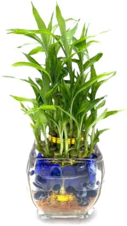 Generic Three Tier Live Lucky Bamboo Plant Indoor Home Glass Arrangement with Blue Decorative Marbles