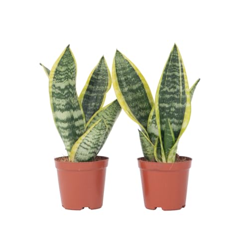 Plant in a Box - Sansevieria Laurentii - Set of 2 - Easy houseplant - Snake Plant - Mother-in-law's Tongue - Pot 12cm - Height 30-40cm