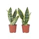 Plant in a Box Gelblicher Bogenhanf