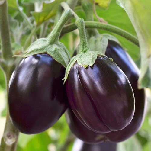 Agrey Brinjal Purple Round Vegetable Seeds (Purple, Pack of 50 Seeds) (B0D14V4MPK) Amazon Price History, Amazon Price Tracker