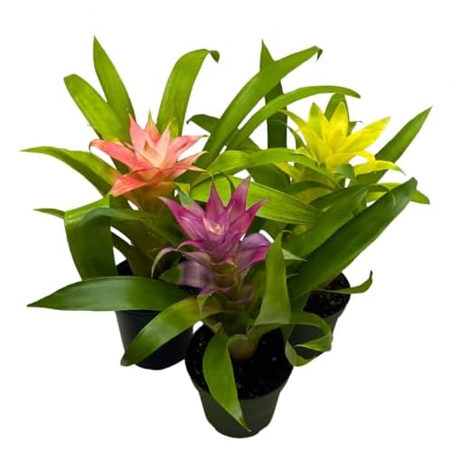 Colorful Bromeliad Assortment Set of 3