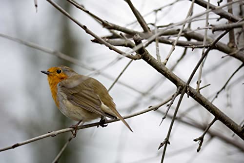 Preisvergleich Produktbild HANSEPUZZLE 36638 - Rotkehlchen Puzzle 2000 Teile / Tierwelt Puzzle mit hochwertiger Puzzle Aufbewahrung: Kartonbox und Wieder verschließbarem Beutel / Puzzle-Maße: 90 x 60 cm