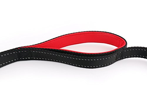Training a dog with padded leash