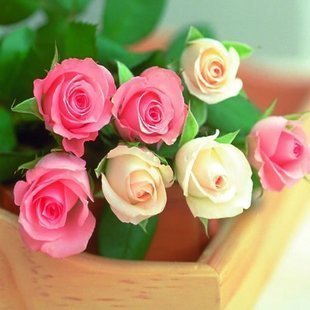 Creative Farmer Imported Whitish Rose Bonsai Suitable Seeds (Pack of 5) (B01LY39QDO) Amazon Price History, Amazon Price Tracker