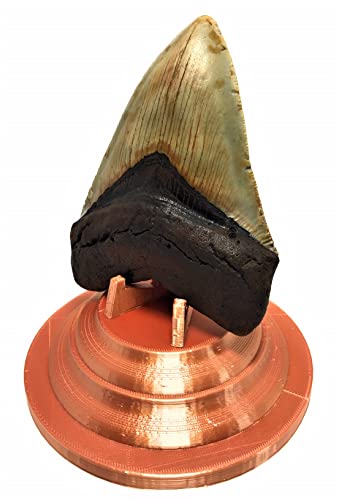 Image of Beautiful 3D Printed Megalodon Shark Tooth Display Stand with a 4-5 /8 inch Round Base (Silk Copper)