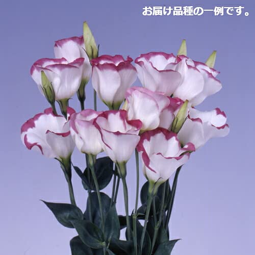 もこせんせい　トルコキキョウ　トルコギキョウ苗 Amazon.co.jp: トルコキキョウ ミックス 1ポットに3芽入ってい