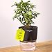 Kyari Good Luck Jade Plant with Black Self Watering Pot - Small 4 Inch